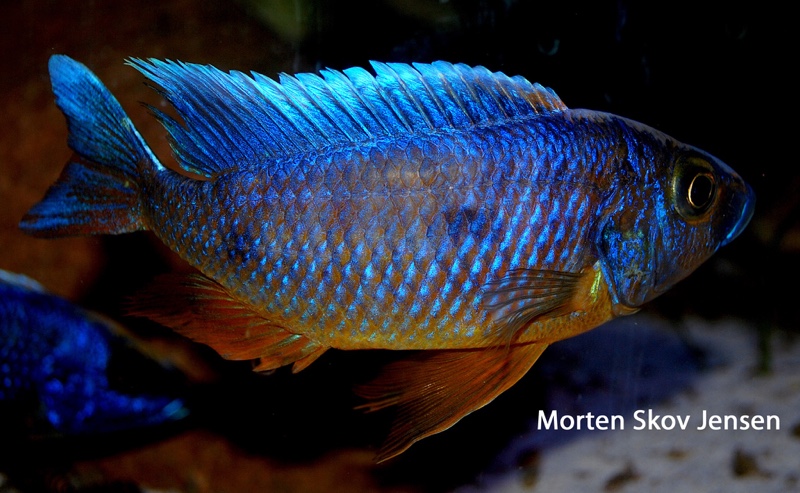 Otopharynx lithobates 'Three Peaks Reef'